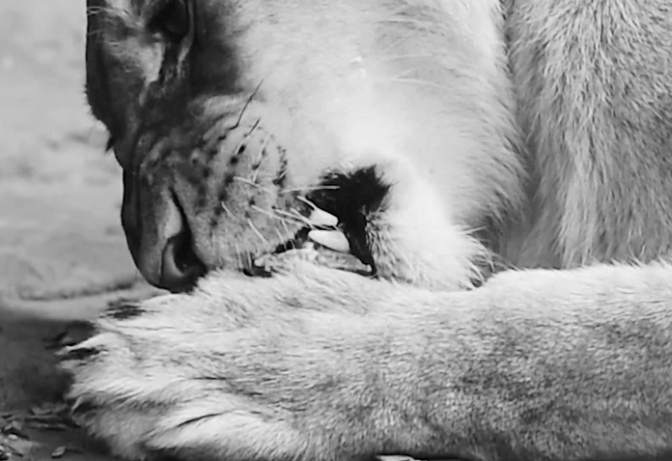 Vanessa Alica Kunert