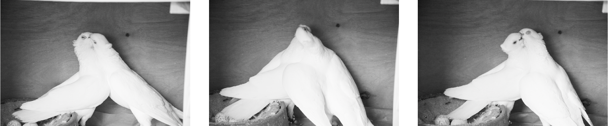 Vanessa Alica Kunert